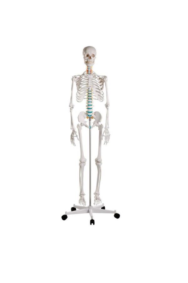 Didaktiline skelett Oscar