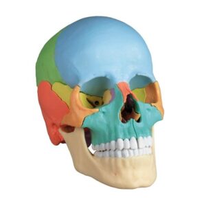 Osteopaatiline kolju mudel, 22 osa, didaktiline versioon