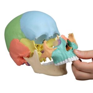 Osteopaatiline kolju mudel, 22 osa, didaktiline versioon - Image 2