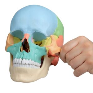 Osteopaatiline kolju mudel, 22 osa, didaktiline versioon - Image 4