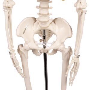 Miniatuurne skelett "Tom" - Image 9