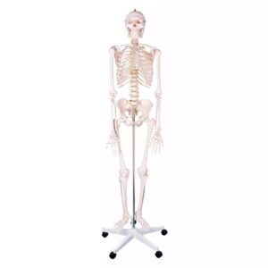 Inimese skelett 180 cm