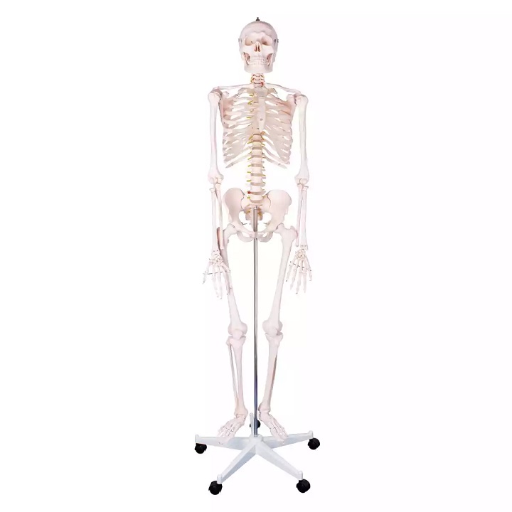 Inimese skelett 180 cm