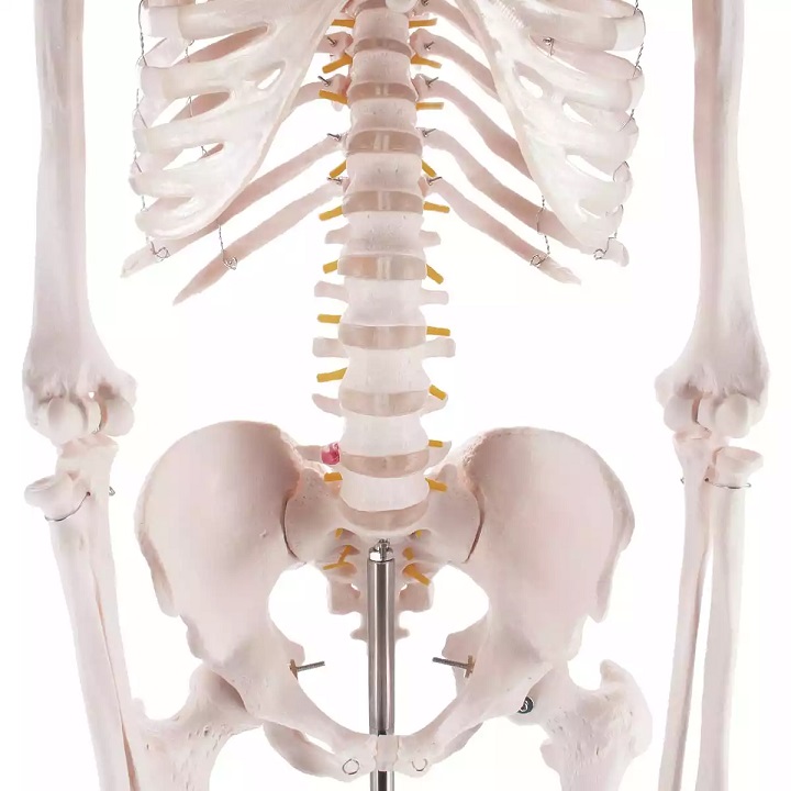 Inimese skelett 180 cm - Image 3