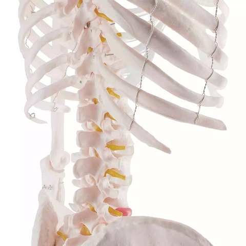 Inimese skelett 180 cm - Image 4