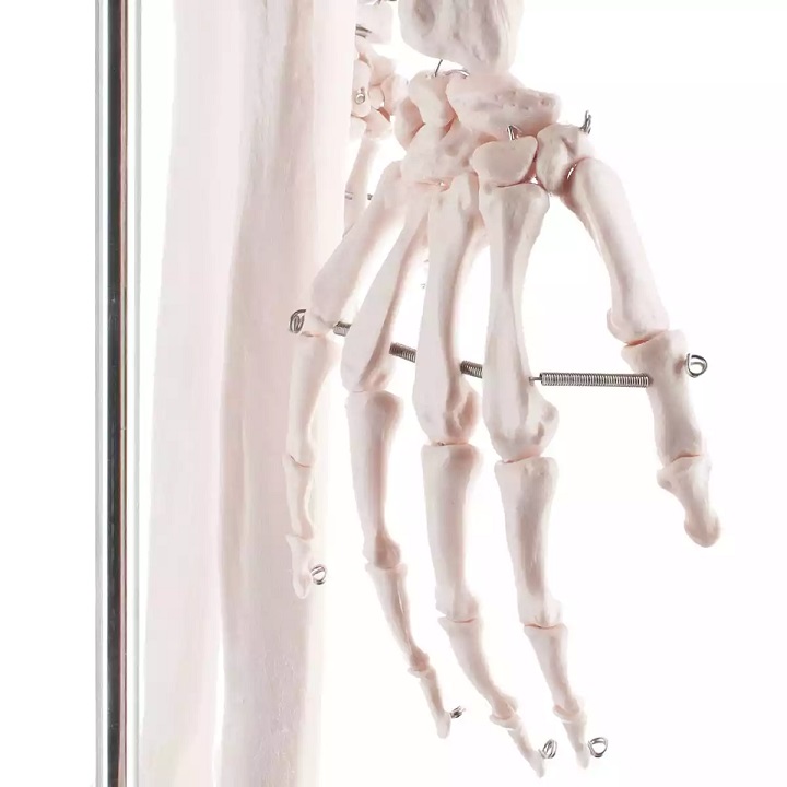 Inimese skelett 180 cm - Image 5