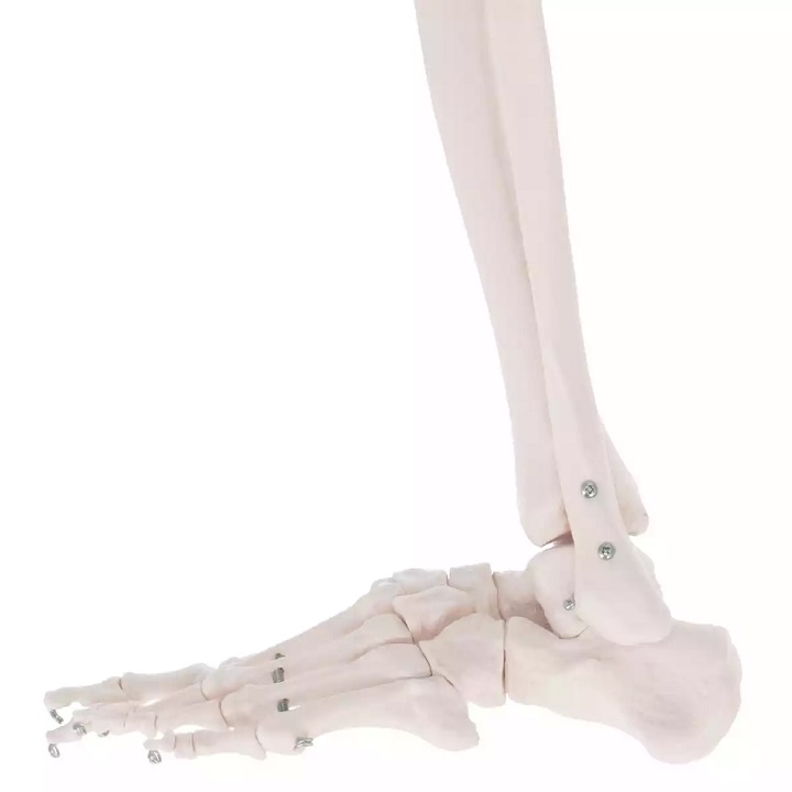 Inimese skelett 180 cm - Image 6