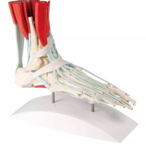 Jala skelett sidemetega