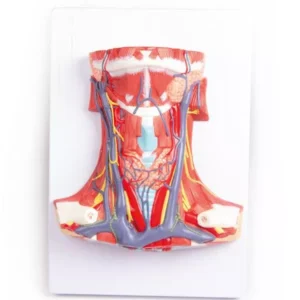 Kaela anatoomiline mudel