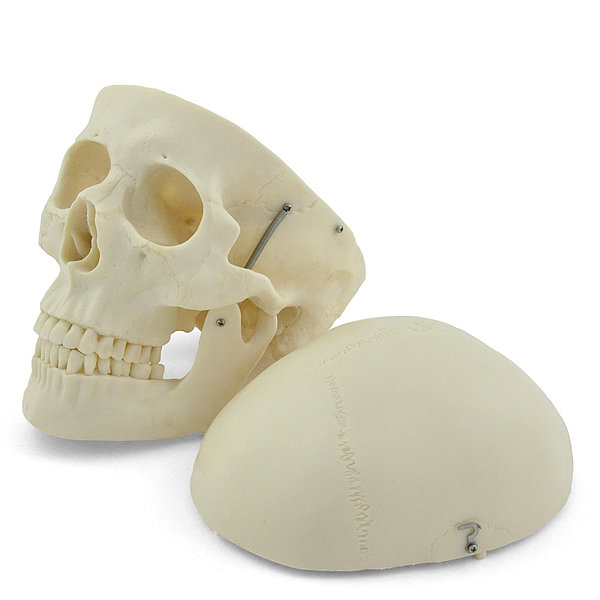 Kolju mudel - Image 2