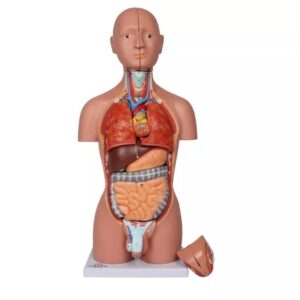 Miniatuurne torso, 16 tk, kahesooline