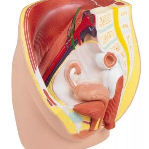 Naise vaagna mudel, elusuuruses, 3-osaline