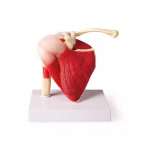 Õlaliiges koos lihastega, elusuuruses