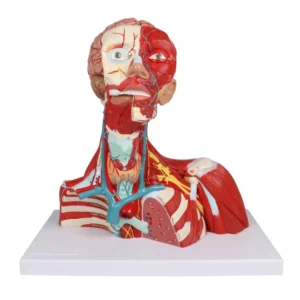 Pea-, kaela- ja rindkerelihased, 2-osaline mudel