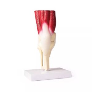 Põlveliigese mudel lihastega, elusuuruses