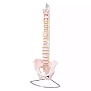 Selgroo mudel vaagnaga