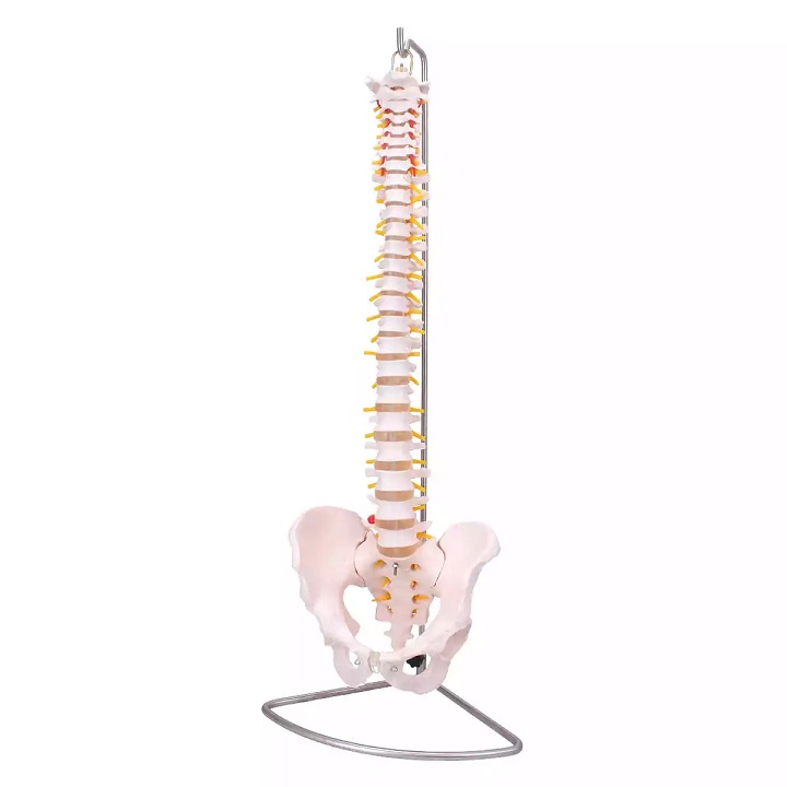 Selgroo mudel vaagnaga