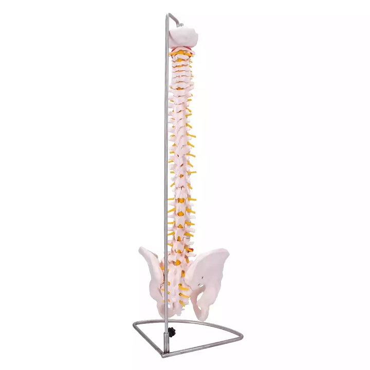 Selgroo mudel vaagnaga - Image 3