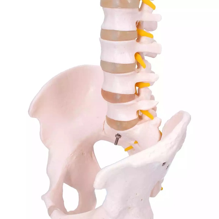 Selgroo mudel vaagnaga - Image 2