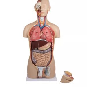 Avatud seljaga torso, 27-osaline, kahesooline