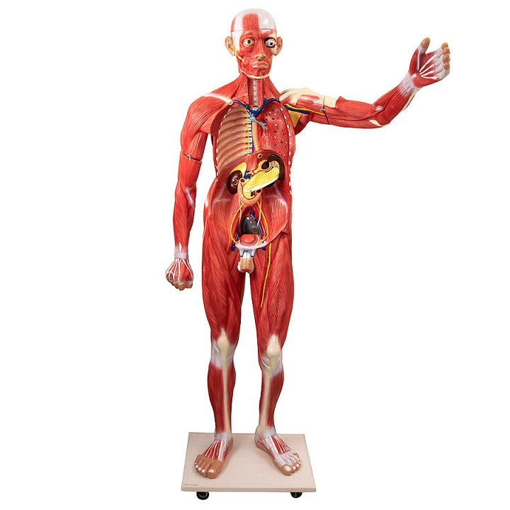 Inimese mudel elusuuruses - Image 2