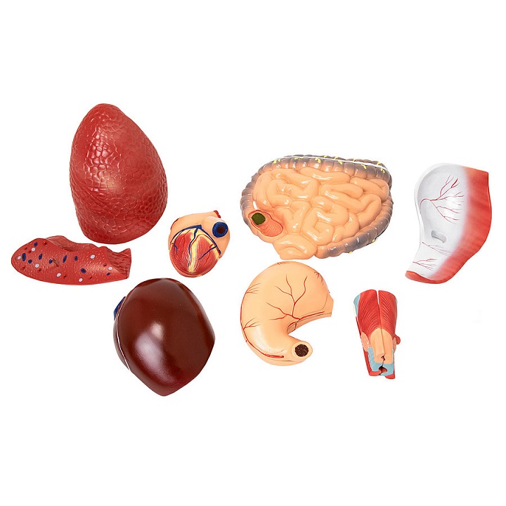 Inimese mudel elusuuruses - Image 5