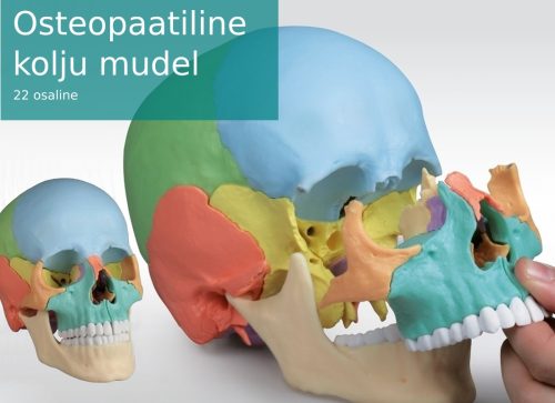 Osteopaatiline_kolju_mudel_väike
